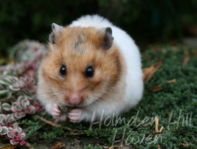 Starla- Golden Tortoiseshell and White (Banded) Satin Shorthaired